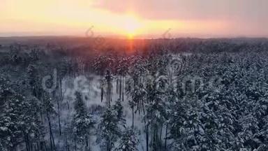 下雪了。 冬季仙境。 下雪了。 日落黄昏的阳光。 森林树木森林大自然。 慢动作。 冬季